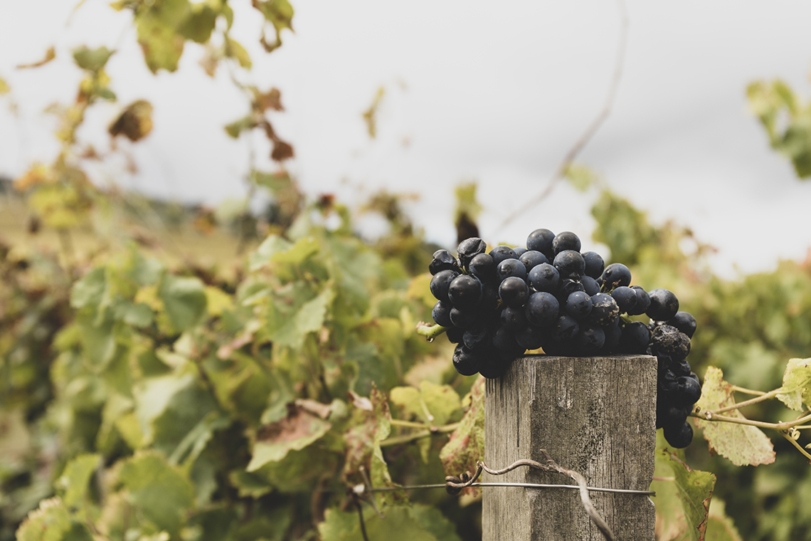 Alla scoperta del Sagrantino di Montefalco