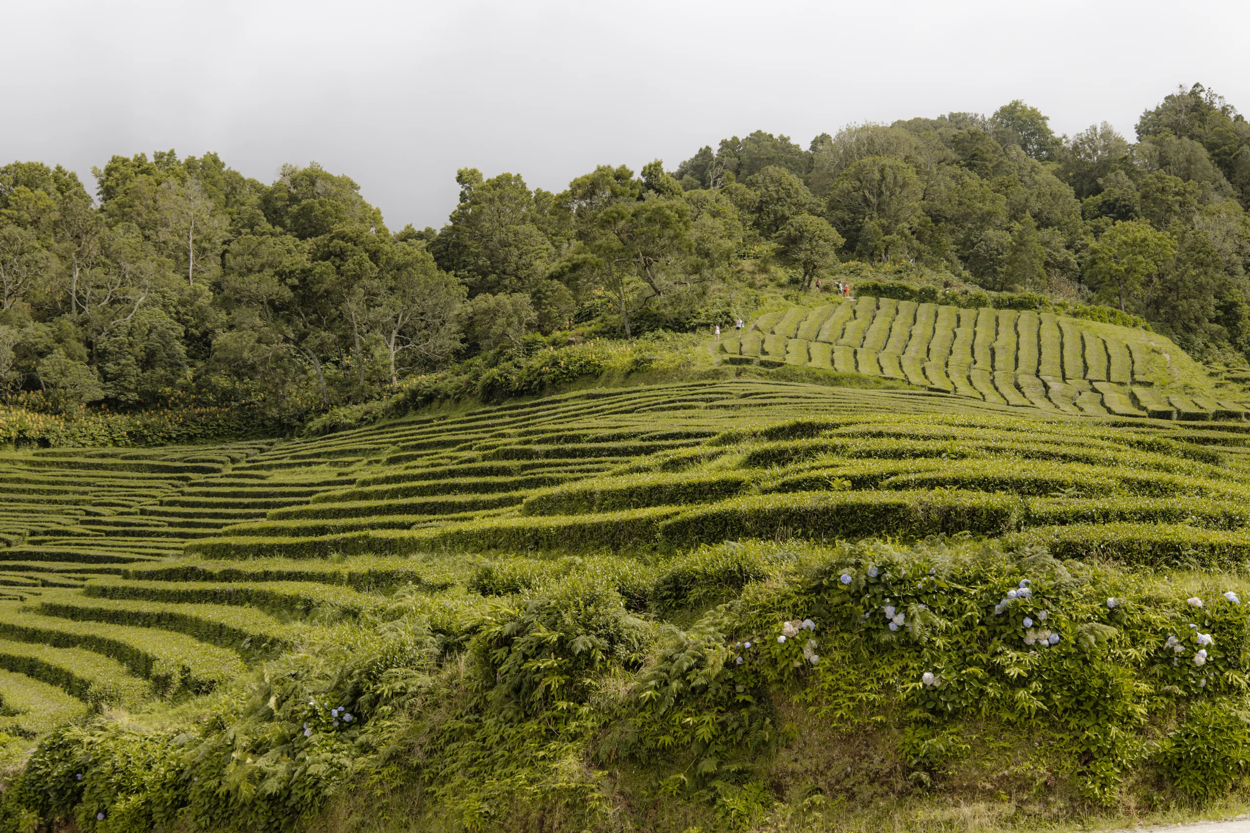 Filari di tè che seguono in curve le pendici della collina di Gorreana, chiusi da un bosco verde, con ortensie bianche in primo piano.