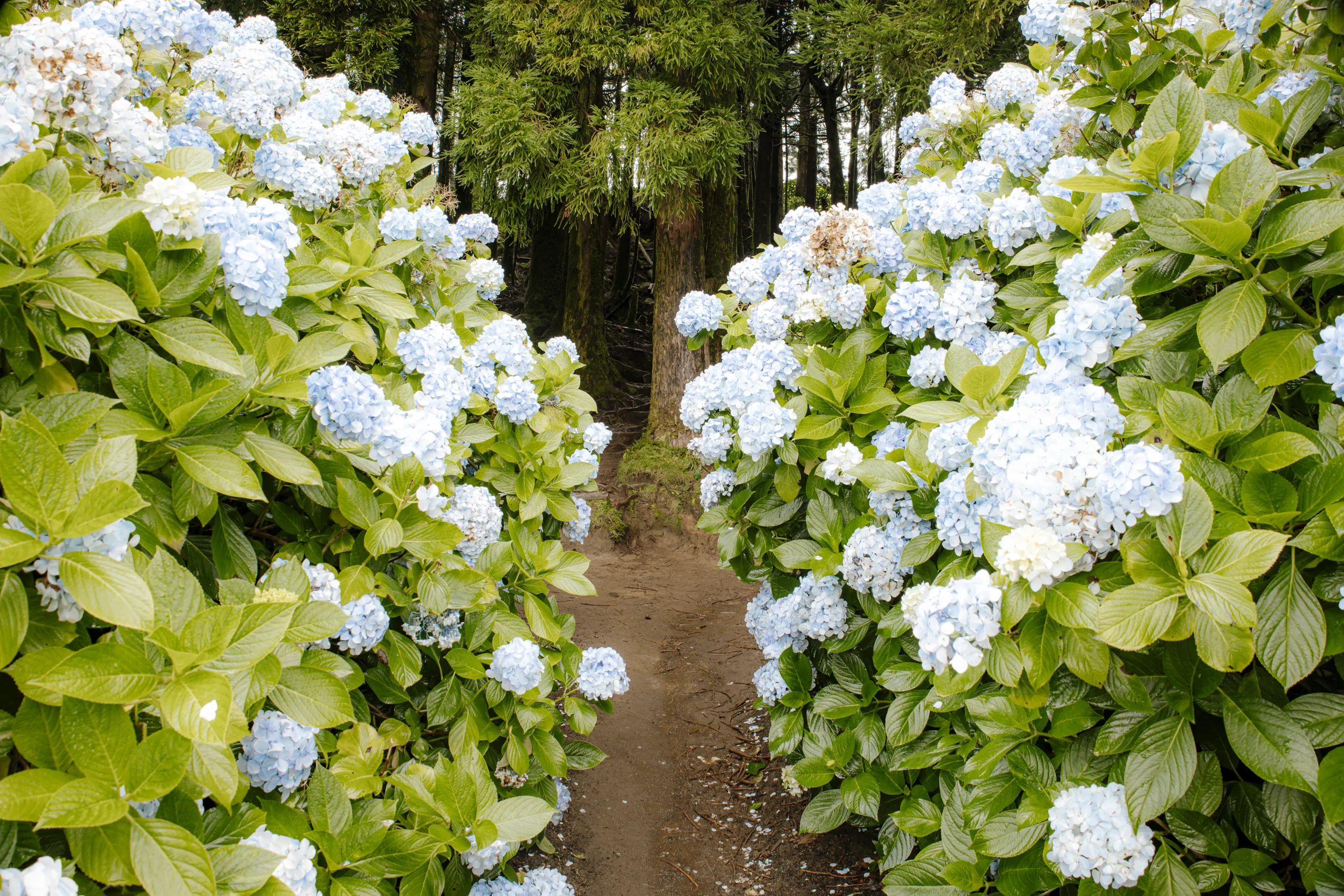 Un sentiero di terra che entra nel bosco tra due muri di ortensie azzurre e bianche in piena fioritura.