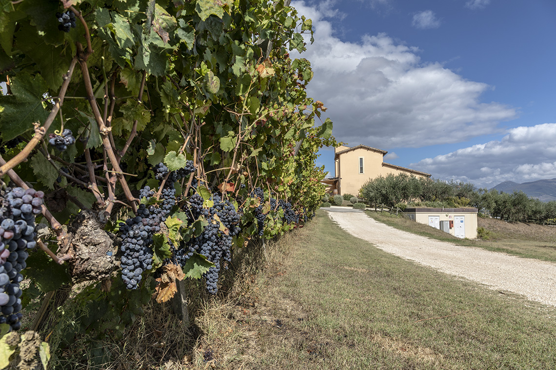tenuta caprai