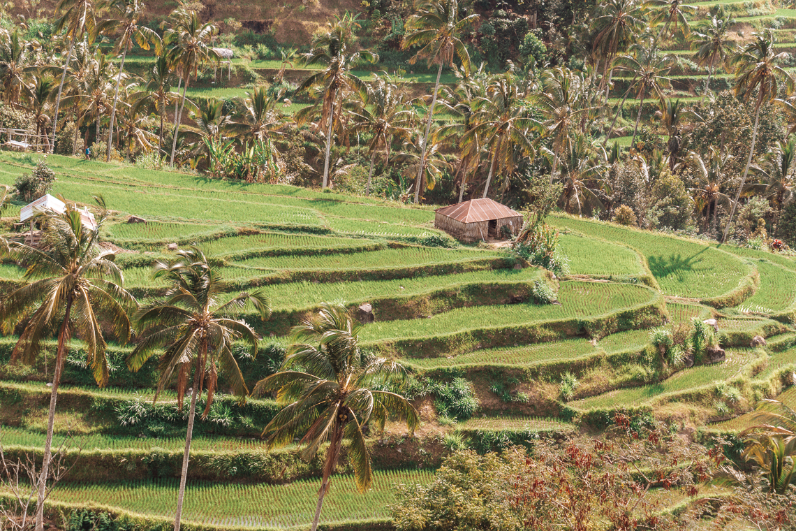Sekumpul Terrace Terraces - Condividiamo il viaggio