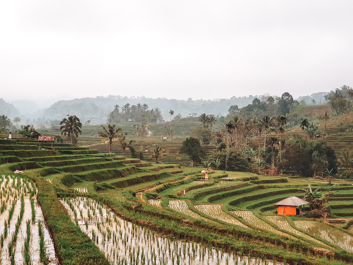 Risaie di Jatiluwih Bali - Condividiamo il viaggio Risaie di Jatiluwih Bali - Condividiamo il viaggio