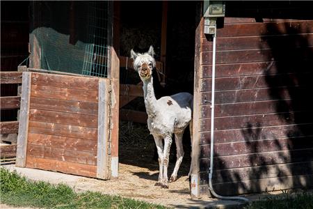 Casa San Gabriel - Alpaca - Condividiamo il viaggio